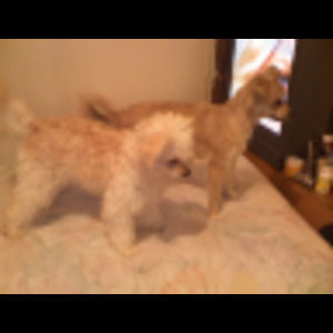 Meet your Posher, Raiders0970